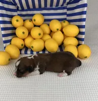 Sorbet- fluffy, a female Cardigan Welsh Corgi and Pembroke Welsh Corgi for sale in Waskom, TX – 2 of 5