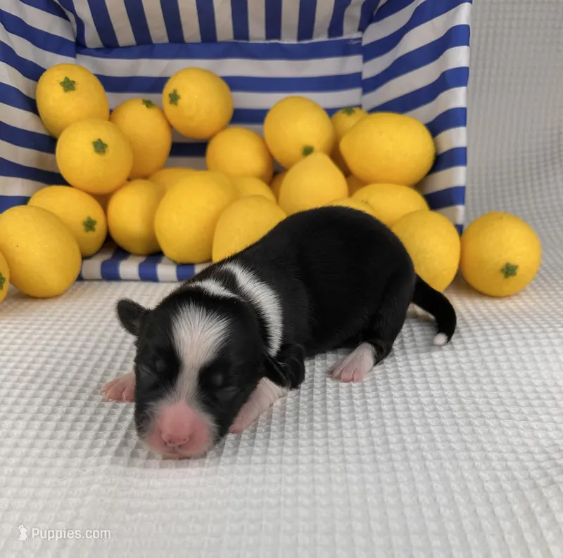 Slushie- fluffy – Cardigan Welsh Corgi, Pembroke Welsh Corgi puppy for sale in Waskom, TX