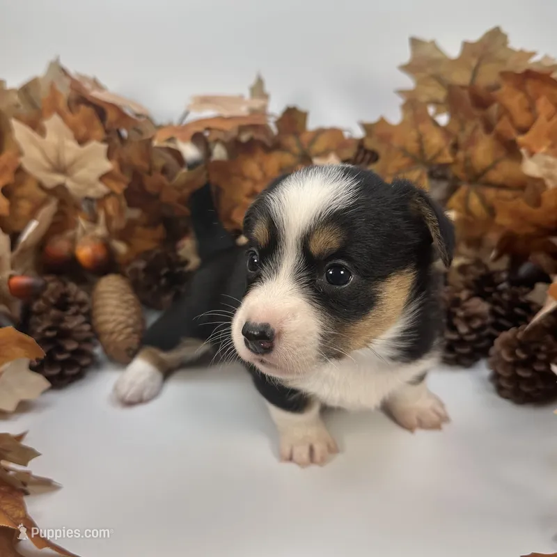 Icee – Cardigan Welsh Corgi, Pembroke Welsh Corgi puppy for sale in Waskom, TX