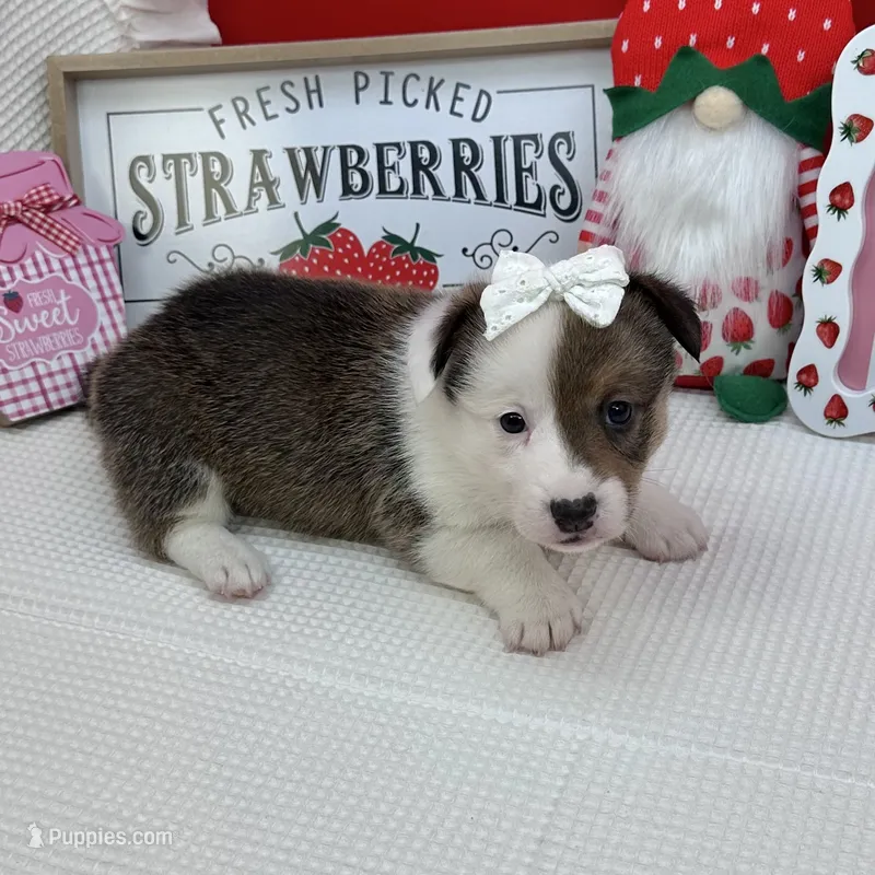 Meadow – Cardigan Welsh Corgi, Pembroke Welsh Corgi puppy for sale in Waskom, TX