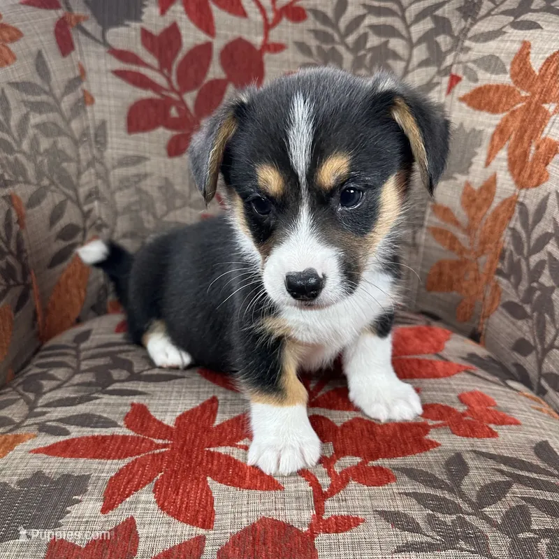 Blizzard  – Cardigan Welsh Corgi, Pembroke Welsh Corgi puppy for sale in Waskom, TX