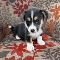 Blizzard , a male Cardigan Welsh Corgi and Pembroke Welsh Corgi for sale in Waskom, TX – 1 of 5