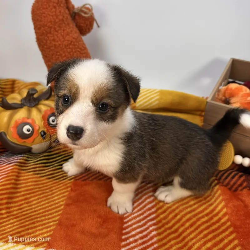 Gelato – Cardigan Welsh Corgi, Pembroke Welsh Corgi puppy for sale in Waskom, TX