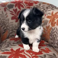 Slushie- fluffy, a female Cardigan Welsh Corgi and Pembroke Welsh Corgi for sale in Waskom, TX – 6 of 6