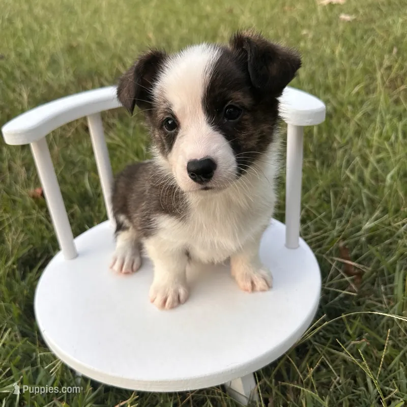 Fudgesicle  – Cardigan Welsh Corgi, Pembroke Welsh Corgi puppy for sale in Waskom, TX