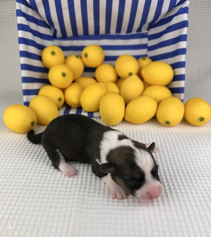 Frosty – Cardigan Welsh Corgi, Pembroke Welsh Corgi puppy for sale in Waskom, TX