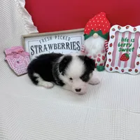 Brooks, a male Cardigan Welsh Corgi and Pembroke Welsh Corgi for sale in Waskom, TX – 8 of 8