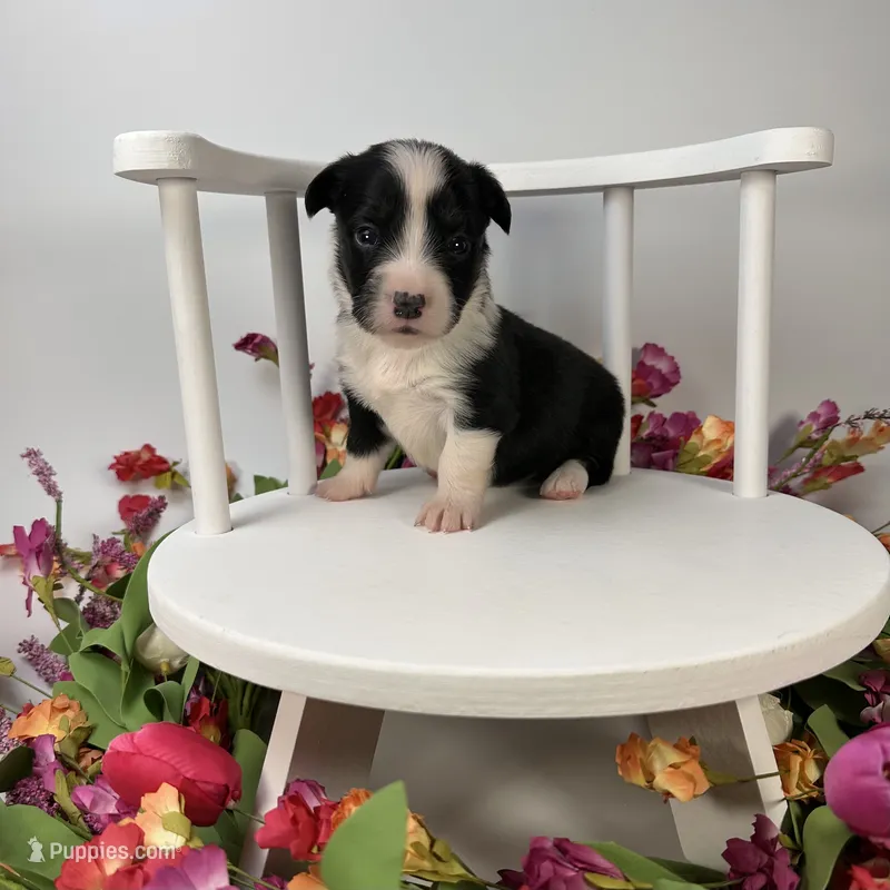 Slushie- fluffy – Cardigan Welsh Corgi, Pembroke Welsh Corgi puppy for sale in Waskom, TX