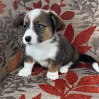 Frosty, a male Cardigan Welsh Corgi and Pembroke Welsh Corgi for sale in Waskom, TX – 5 of 5