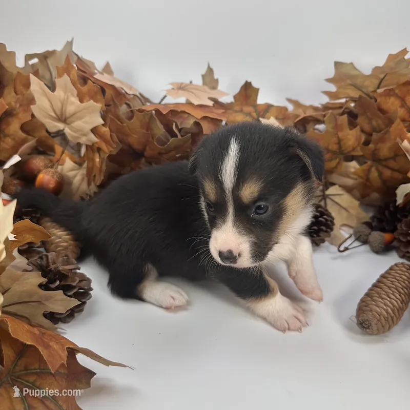 Blizzard  – Cardigan Welsh Corgi, Pembroke Welsh Corgi puppy for sale in Waskom, TX