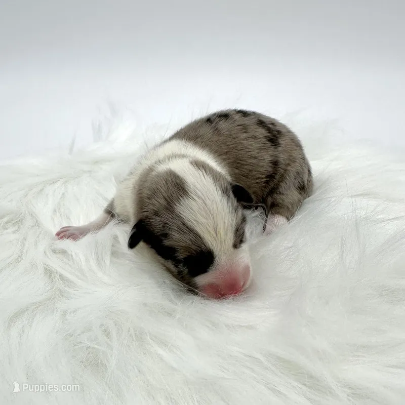 Rain, a male Cardigan Welsh Corgi and Pembroke Welsh Corgi for sale in Waskom, TX – Photo 1 of 5