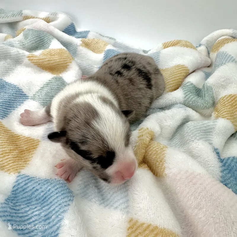 Rain – Cardigan Welsh Corgi, Pembroke Welsh Corgi puppy for sale in Waskom, TX