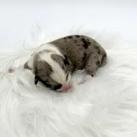 Rain, a male Cardigan Welsh Corgi and Pembroke Welsh Corgi for sale in Waskom, TX – Photo 4 of 5