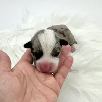 Rain, a male Cardigan Welsh Corgi and Pembroke Welsh Corgi for sale in Waskom, TX – Photo 2 of 5