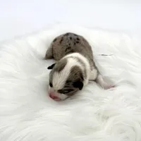 Rain, a male Cardigan Welsh Corgi and Pembroke Welsh Corgi for sale in Waskom, TX – Photo 3 of 5