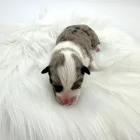 Rain, a male Cardigan Welsh Corgi and Pembroke Welsh Corgi for sale in Waskom, TX – Photo 5 of 5