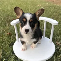 Icee, a female Cardigan Welsh Corgi and Pembroke Welsh Corgi for sale in Waskom, TX – 4 of 6