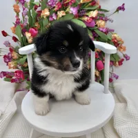 Briar- fluffy coat, a male Pembroke Welsh Corgi for sale in Waskom, TX – 4 of 8