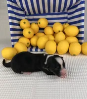 Slushie- fluffy, a female Cardigan Welsh Corgi and Pembroke Welsh Corgi for sale in Waskom, TX – 3 of 4