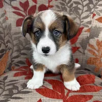 Frosty, a male Cardigan Welsh Corgi and Pembroke Welsh Corgi for sale in Waskom, TX – 2 of 5