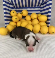 Gelato, a male Cardigan Welsh Corgi and Pembroke Welsh Corgi for sale in Waskom, TX – 3 of 4