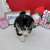 Briar- fluffy coat, a male Pembroke Welsh Corgi for sale in Waskom, TX – 5 of 8