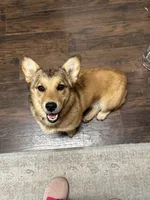Oakley, a female Pembroke Welsh Corgi and Golden Retriever for sale in Waskom, TX – 9 of 10