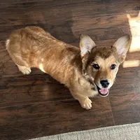 Oakley, a female Pembroke Welsh Corgi and Golden Retriever for sale in Waskom, TX – 4 of 10