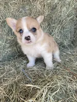 Orange Blossom , a female Pembroke Welsh Corgi for sale in Saint David, AZ – Photo 1 of 2