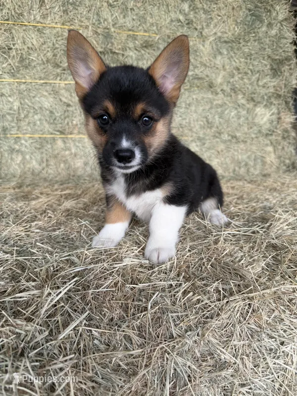 oaklee – Pembroke Welsh Corgi puppy for sale in Saint David, AZ
