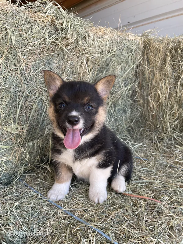 oaklee – Pembroke Welsh Corgi puppy for sale in Saint David, AZ