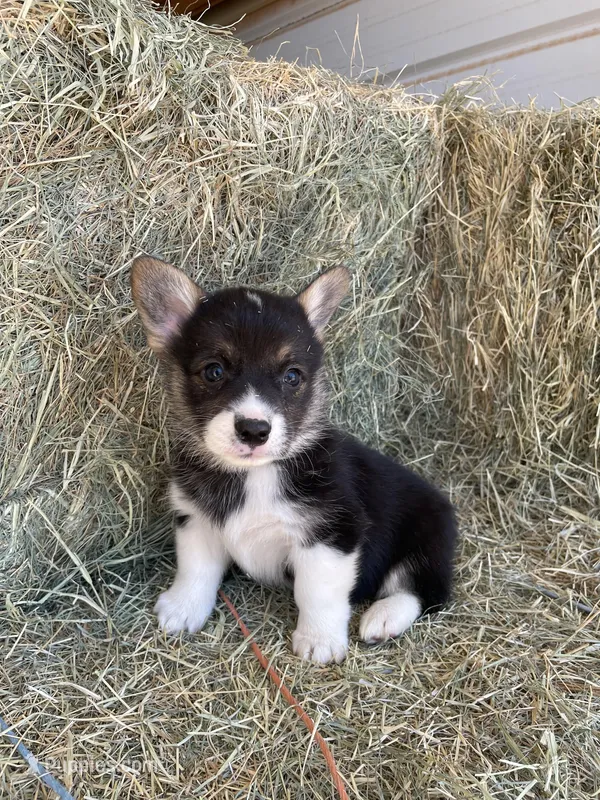 Ophelia – Pembroke Welsh Corgi puppy for sale in Saint David, AZ