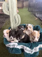 Ophelia, a female Pembroke Welsh Corgi for sale in Saint David, AZ – Photo 2 of 2