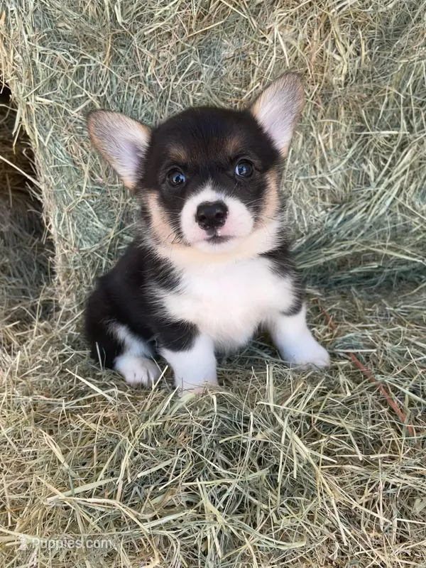 Olivia – Pembroke Welsh Corgi puppy for sale in Saint David, AZ