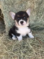 Olivia, a female Pembroke Welsh Corgi for sale in Saint David, AZ – Photo 1 of 2