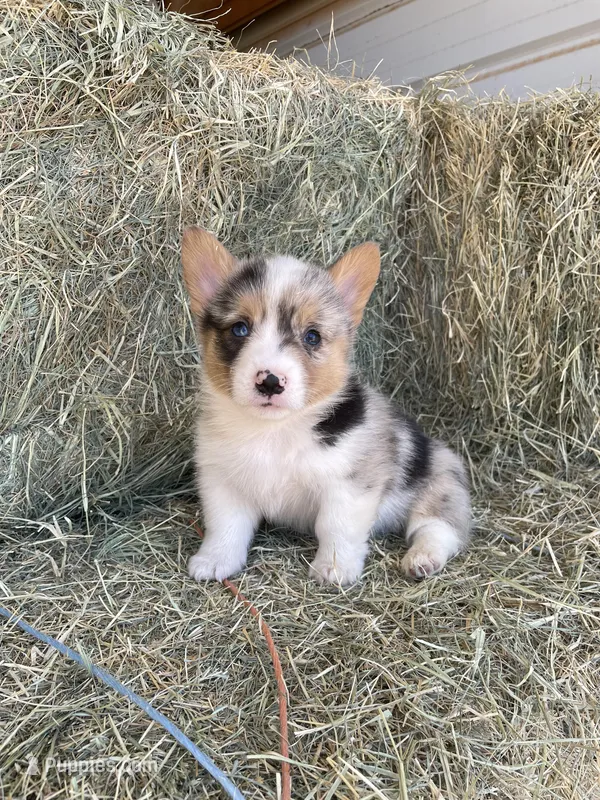 Odin – Pembroke Welsh Corgi puppy for sale in Saint David, AZ