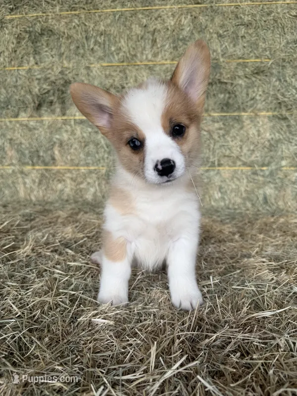 Opal – Pembroke Welsh Corgi puppy for sale in Saint David, AZ