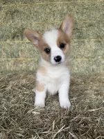 Opal, a female Pembroke Welsh Corgi for sale in Saint David, AZ – 1 of 4