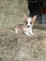 Opal, a female Pembroke Welsh Corgi for sale in Saint David, AZ – 2 of 4