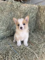 Opal, a female Pembroke Welsh Corgi for sale in Saint David, AZ – Photo 1 of 2