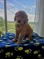 Yankee, a male Golden Retriever for sale in Tomah, WI – 1 of 3