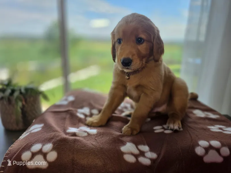 Sam – Golden Retriever puppy for sale in Tomah, WI
