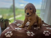 Sam, a male Golden Retriever for sale in Tomah, WI – 1 of 3