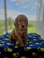 Yankee, a male Golden Retriever for sale in Tomah, WI – 2 of 3