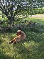 Valor, a male Golden Retriever for sale in Tomah, WI – 3 of 3