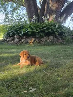 Patriot, a male Golden Retriever for sale in Tomah, WI – 3 of 3