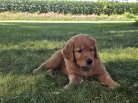 Yankee, a male Golden Retriever for sale in Tomah, WI – 3 of 3