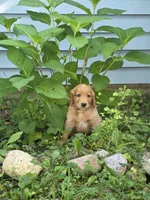 Sam, a male Golden Retriever for sale in Tomah, WI – 3 of 3