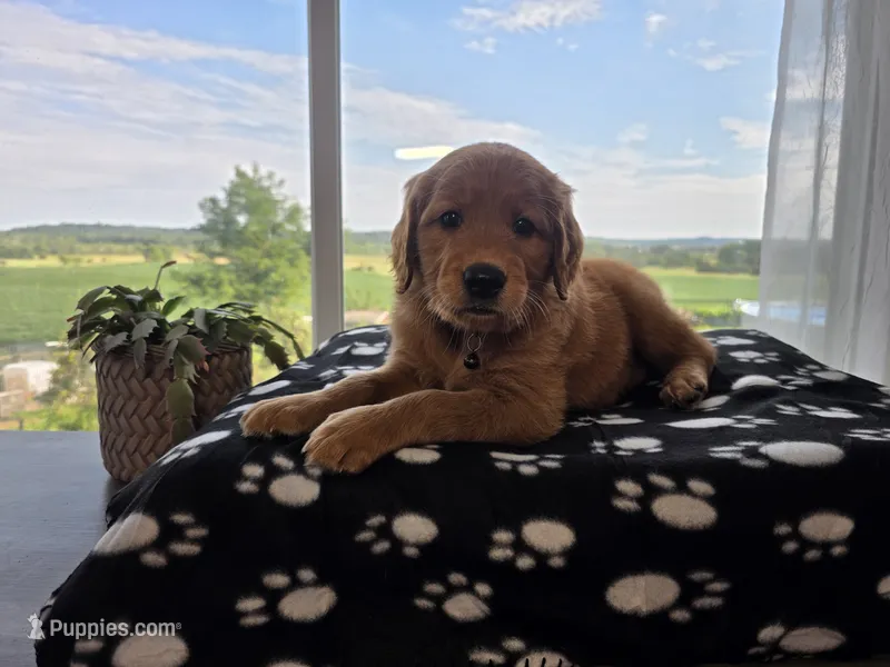 Justice – Golden Retriever puppy for sale in Tomah, WI