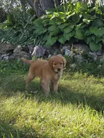 Justice, a male Golden Retriever for sale in Tomah, WI – 3 of 3